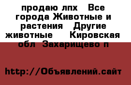 продаю лпх - Все города Животные и растения » Другие животные   . Кировская обл.,Захарищево п.